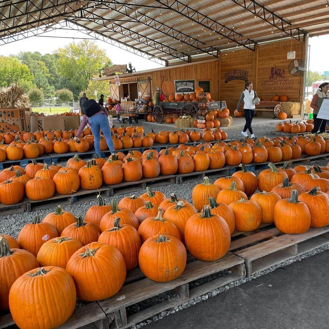 Pumpkins at a Wake County farm market